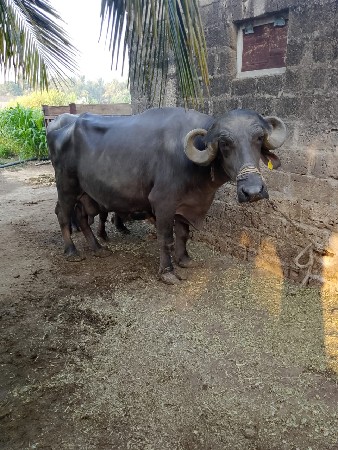 थंबनेल 2