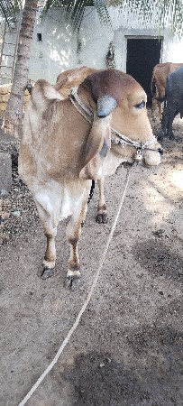 थंबनेल 1