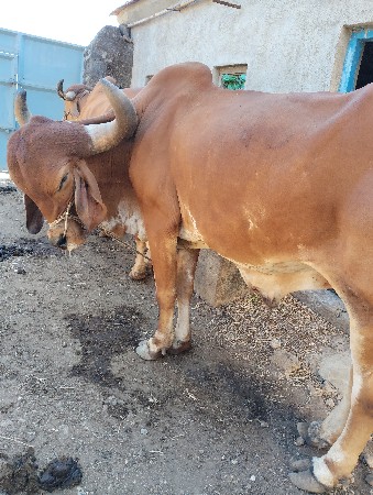 થંબનેલ 3