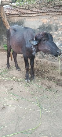 થંબનેલ 2