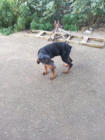 ડોબરમેન ડોગ વેચવાનો છે તાત્કાલિકમાં