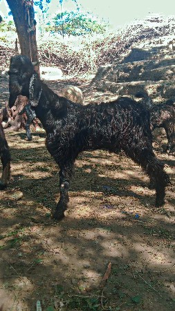 થંબનેલ 2