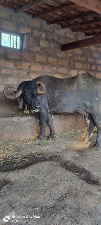 थंबनेल 3