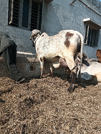 થંબનેલ 3