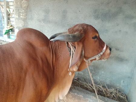 थंबनेल 3