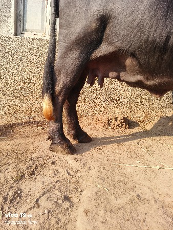 ભેંસ વેચવાની છે