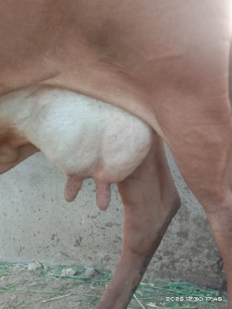 ગાય વેચવાની છે