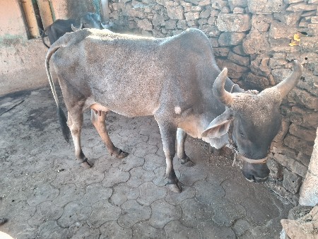 થંબનેલ 3