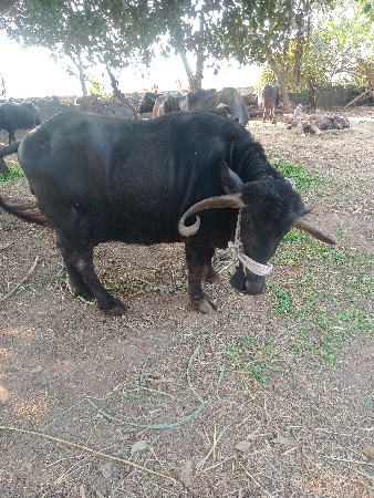 थंबनेल 3