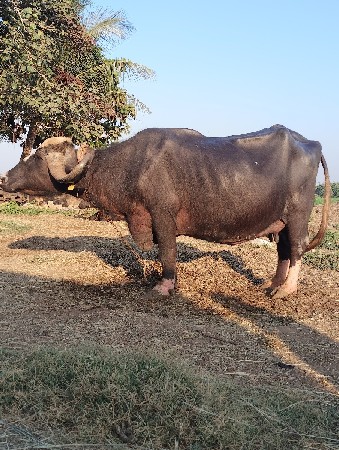 ભેસ વેચવાની છે