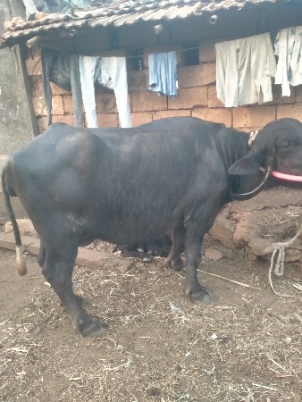 થંબનેલ 2