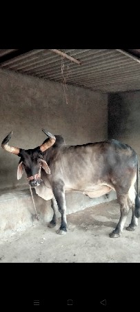 थंबनेल 3