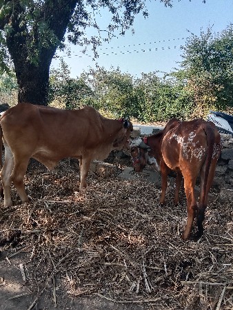 थंबनेल 1