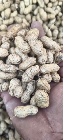 મગફળી ગીરનાર ૪