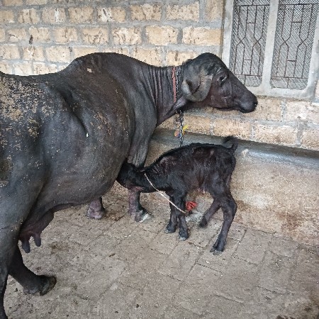 थंबनेल 3