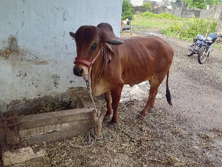 વેચવાનું