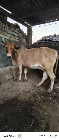 ગાય વેશ્વા ની છે
