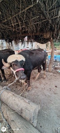 થંબનેલ 1