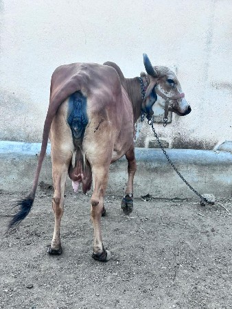 ગાય વેચવા ની છે 2જુ. વેતર