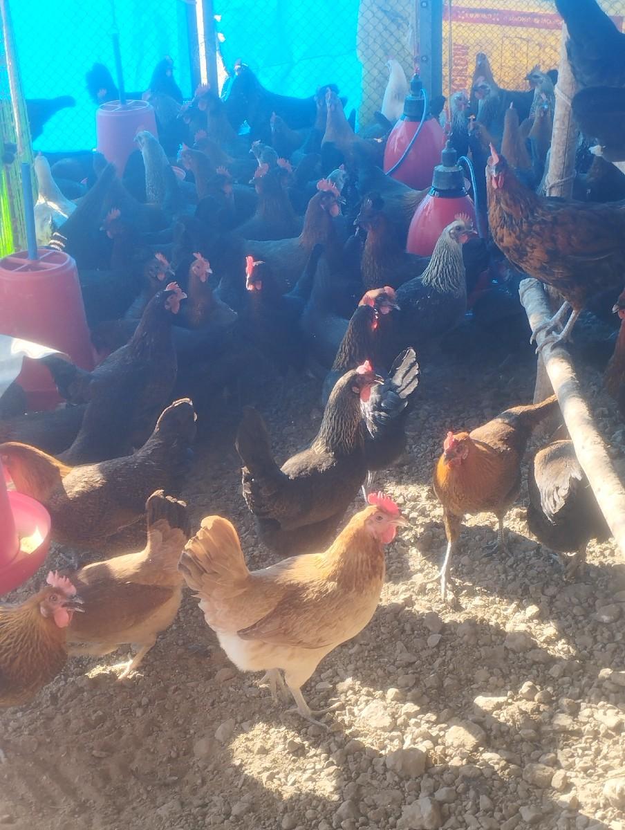 થંબનેલ 2