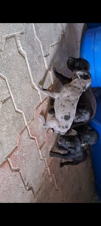 great den full black female