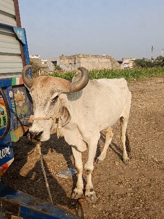 આ બળદ વેચવાનો સે