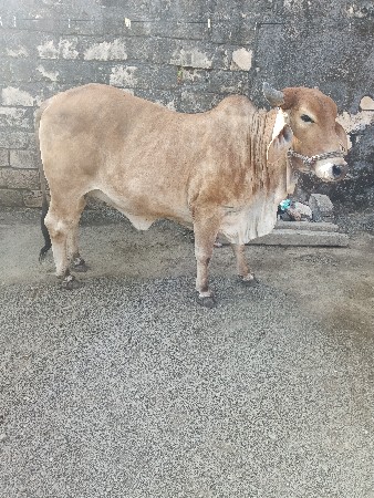 ગાય વેચવાની છે