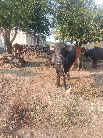 थंबनेल 2