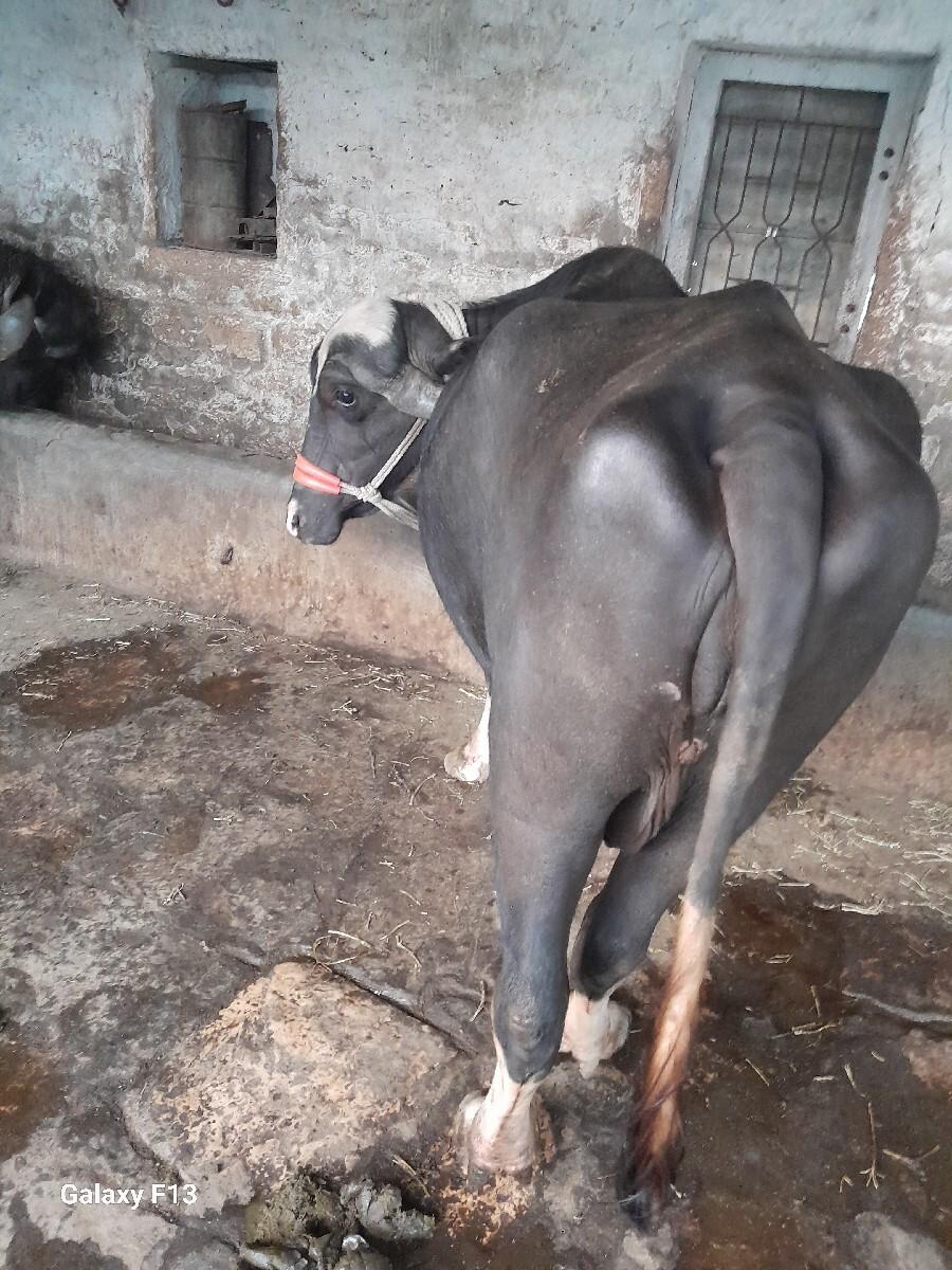 थंबनेल 3