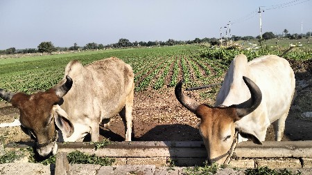 ગોધલા વેચવાના સે