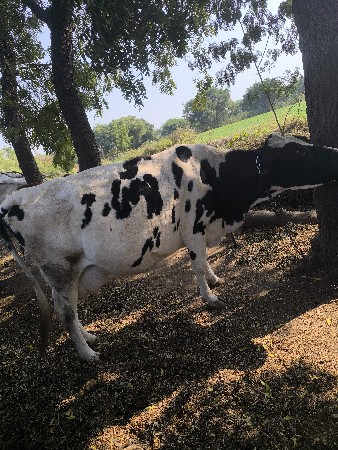 આ ગાય વેશવાની છે