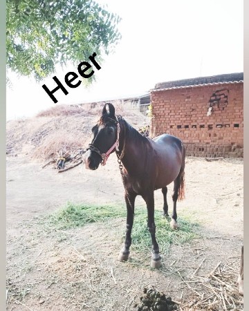 ઘોડી વેચવાની છે