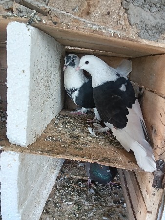 કબુતર કાળા ધાબા વાળા=9328838523