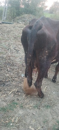 થંબનેલ 3