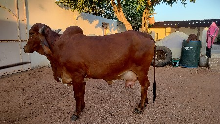 આ ગાય વેચવાની છે