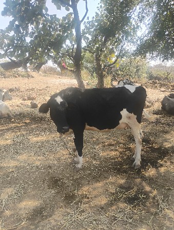 જર્સી ઓડકી વેચવાની છે