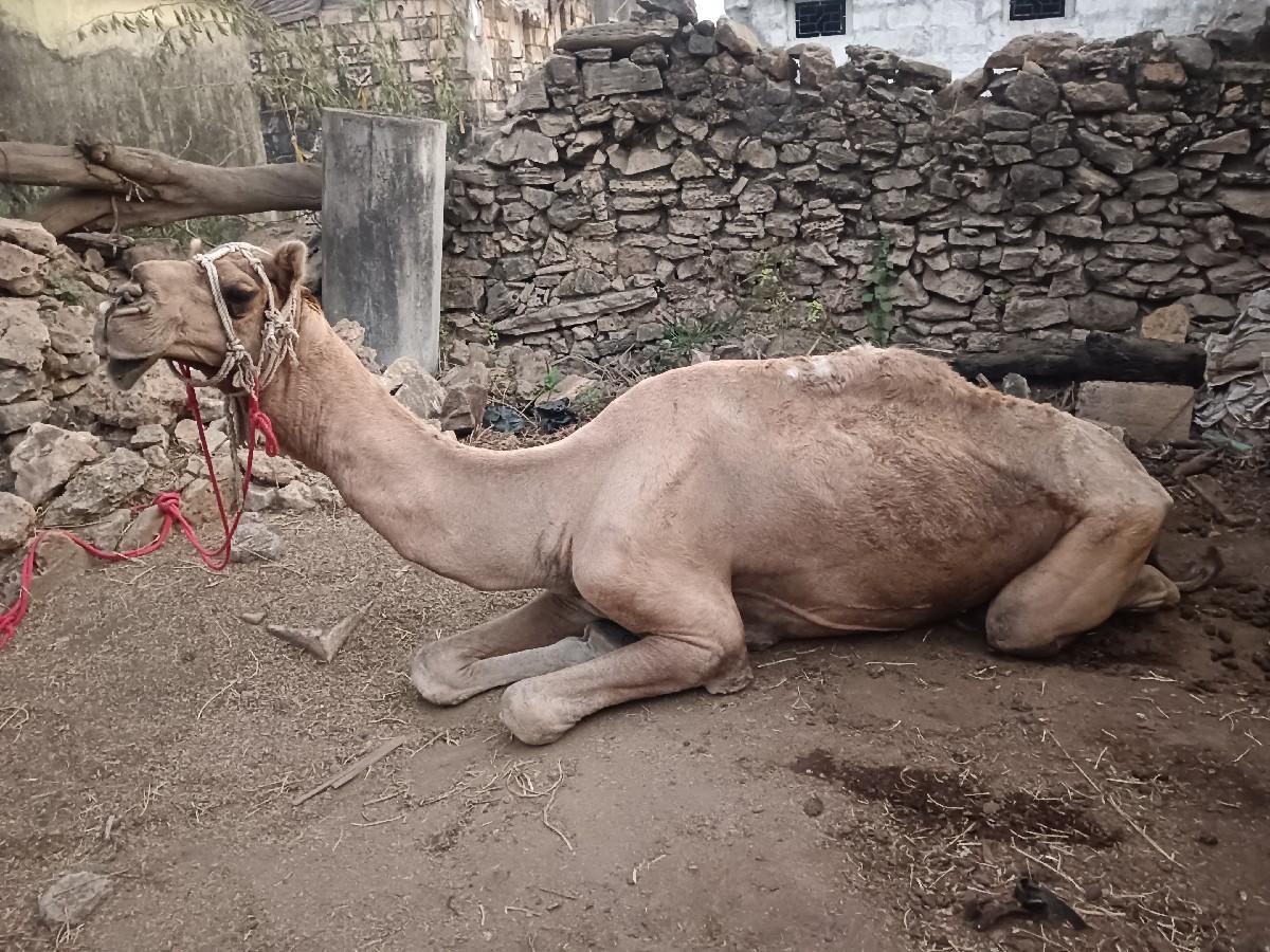 થંબનેલ 2