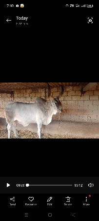 ફુલ પાણિયારૉ  રાયશ ખેશાવૉ જૉયે