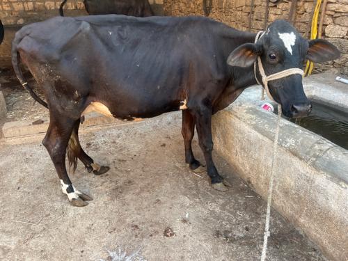 થંબનેલ 2