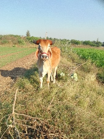 थंबनेल 2