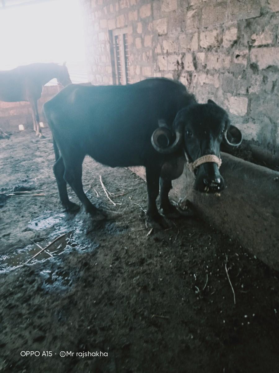 थंबनेल 1