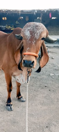 ગીર વાસડી 1 વેતર.