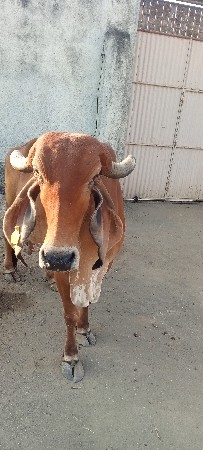 થંબનેલ 2