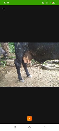 ગાય.વેશવાની.છે