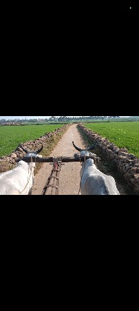 ગોઢલા  વેચવાના છે