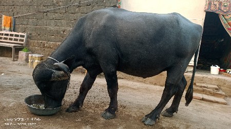 थंबनेल 3