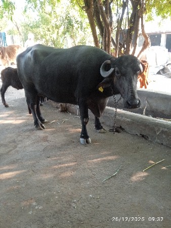 થંબનેલ 2