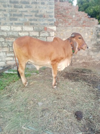 થંબનેલ 2