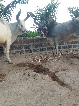 ગામ બળેજ સૌથી વાવણીના ભરત વેચવાના