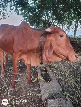 थंबनेल 3